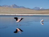 Andean Flamencos (Phoenicopterus Andinus) at Laguna Canapa  Chiguana