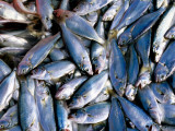 Fresh Fish for Sale on Ferry Dock Near Gallata Bridge
