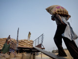 Sacks Being Hauled onto Trucks