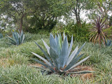 Aloe Plants in Golden Gate Park