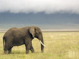 African Elephant (Loxodonta Africana)