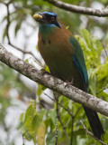 Male Blue Crowned Mot Mot Bird