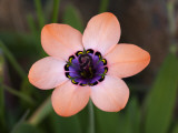 Pale Harlequin Flower (Sparaxis Elegans)  Namaqualand