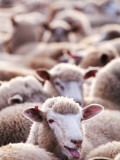 Sheep at Saleyard