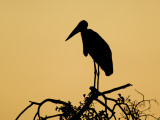 Silhouette of Marabou Stork (Leptoptilos Crumeniferus)