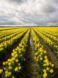 Field of Daffodils