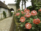 Roses and Archway on Rue Du Chateau in Gerberoy