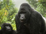 Silverback Agashya and Baby in Group 13 Gorilla Family