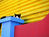Cat Sleeping in Barrio La Boca