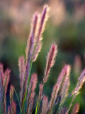 Grass Seed Heads