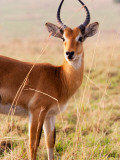 Uganda Kob