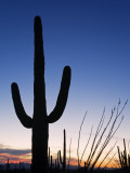 Saguaro Cactus in Tucson Mountain Park