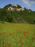 Poppies in Wheat Field with Caprese Michelangelo in Background