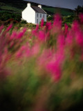 A Farmhouse Through the Wildflowers of Waterville in County Kerr