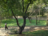 Trees at the Park Near Wat Phnom