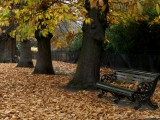 Greenwich Park in Autumn