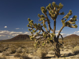 Joshua Tree in Cinder Cone Lava Beds Area from Aikens Mine Road in Mojave National Preserve