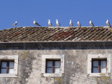 Seagulls on Rooftop