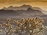 Cholla Cacti with Providence Mountains  Mojave National Preserve