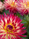 Dahlia Flowers at the Dahlia Garden in Golden Gate Park
