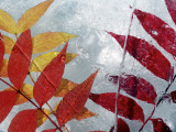 Frozen Leaves