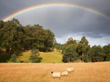 Sheep Grazing under Rainbow