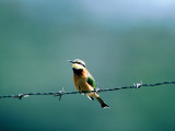 Little Bee-Eater ( Merops Pusillus )  Lake Mcilwaine National Par