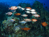 Big Eye Squirrel Fish Shoal  St John's Reef