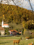Cows and Village