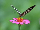 Zebra Longwing (Heliconius Charitonius) Feeding on Nectar of Flower Blossom