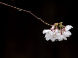Cherry Blossom Detail