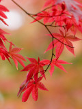 Red Maple Leaves at Okochi-Sanso Villa Teahouse and Gardens