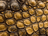 Skin of Crocodile