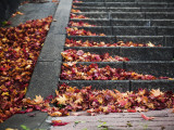 Steps and Autumn Leaves  Jishou Temple