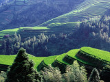 Overhead of Dragon's Backbone (Longji Titian) Rice Terraces