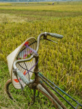 Bicycle and Coolie Hat in Ricefields on Outskirts of Hanoi
