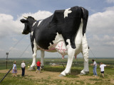 World's Largest Holstein Cow
