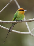 Bohm's Bee-Eater (Merops Boehmi)  Liwonde National Park