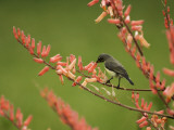Immature Beautiful Sunbird (Cinnyris Pulchella) Feeding from Aloe