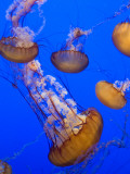 Black Sea Nettle Jellyfish at Monterey Bay Aquarium