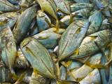 Jumble of Freshly Caught Sea Fish