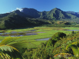 Taro Fields of Hanalei Valley with Mountain Backdrop