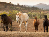 Wild Horses