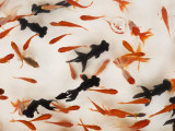 Goldfish Used for Capture Game in Tomakomai Festival