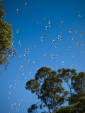 Birds Flying Overhead