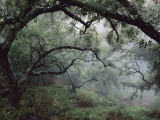 Oak Tree Forest after Storm