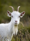 Goat on Great Orme