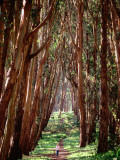 Woman Walking Through Eucalyptus Trees  the Presidio