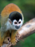 Squirrel Monkey (Saimiri Sciureus)