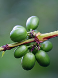 Coffee Beans Growing at Finca (Plantation) on Ruta De Las Siete Cascadas